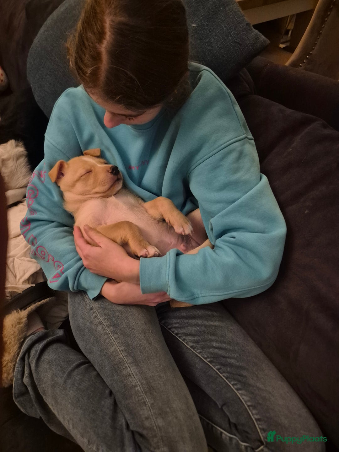 Kruising honden te koop: Lieve aanhankelijke kruising pups - Advertentie 6