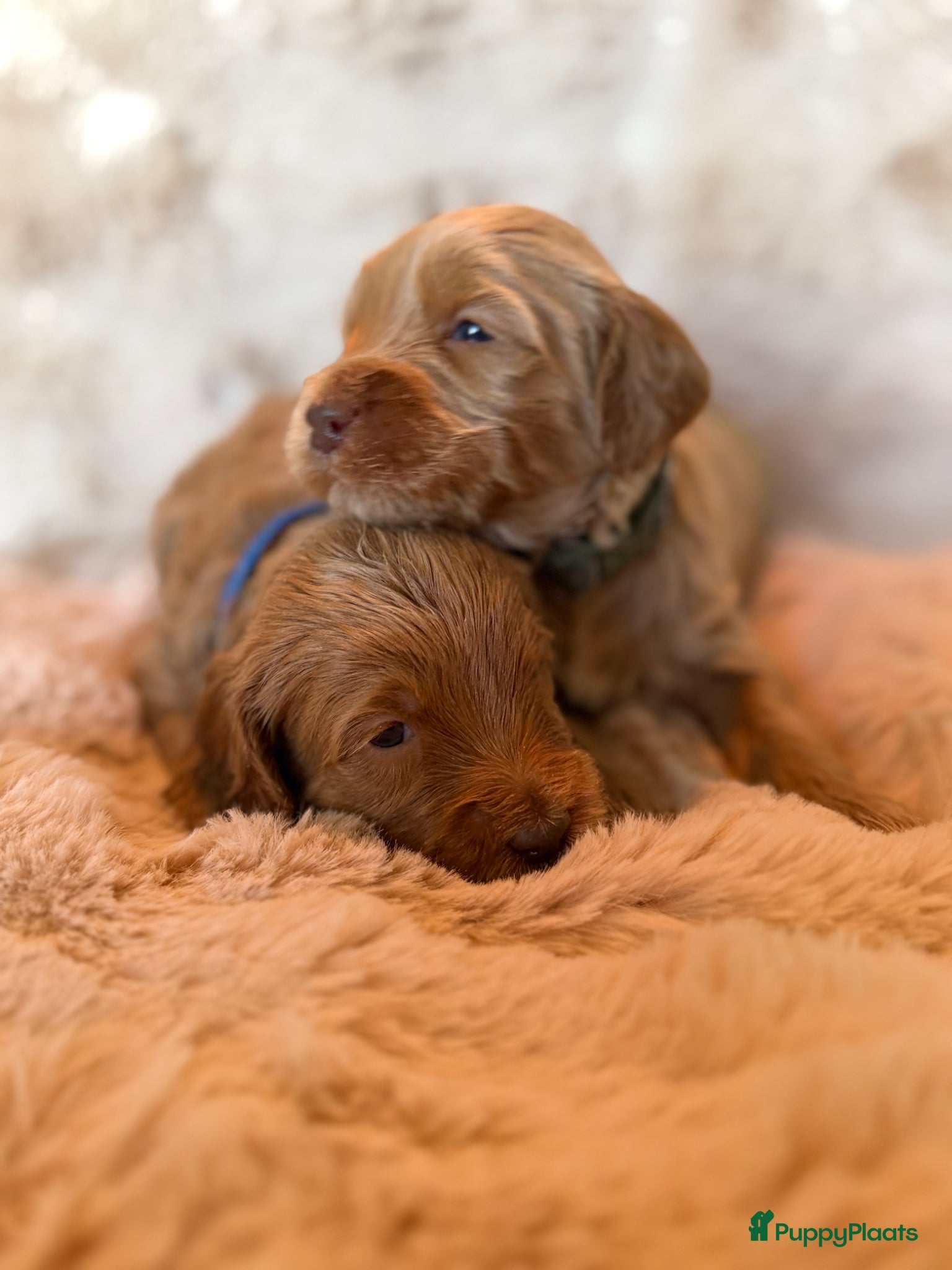 Australian Labradoodle honden Kl Medium Cobberdog x Australian Labradoodle pups - Advertentie 2