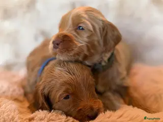 Australian Labradoodle honden Kl Medium Cobberdog x Australian Labradoodle pups - Advertentie 2