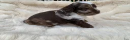 Labradoodle honden te koop: Nog 3 prachtige Labradoodle puppy’s beschikbaar - Advertentie 33