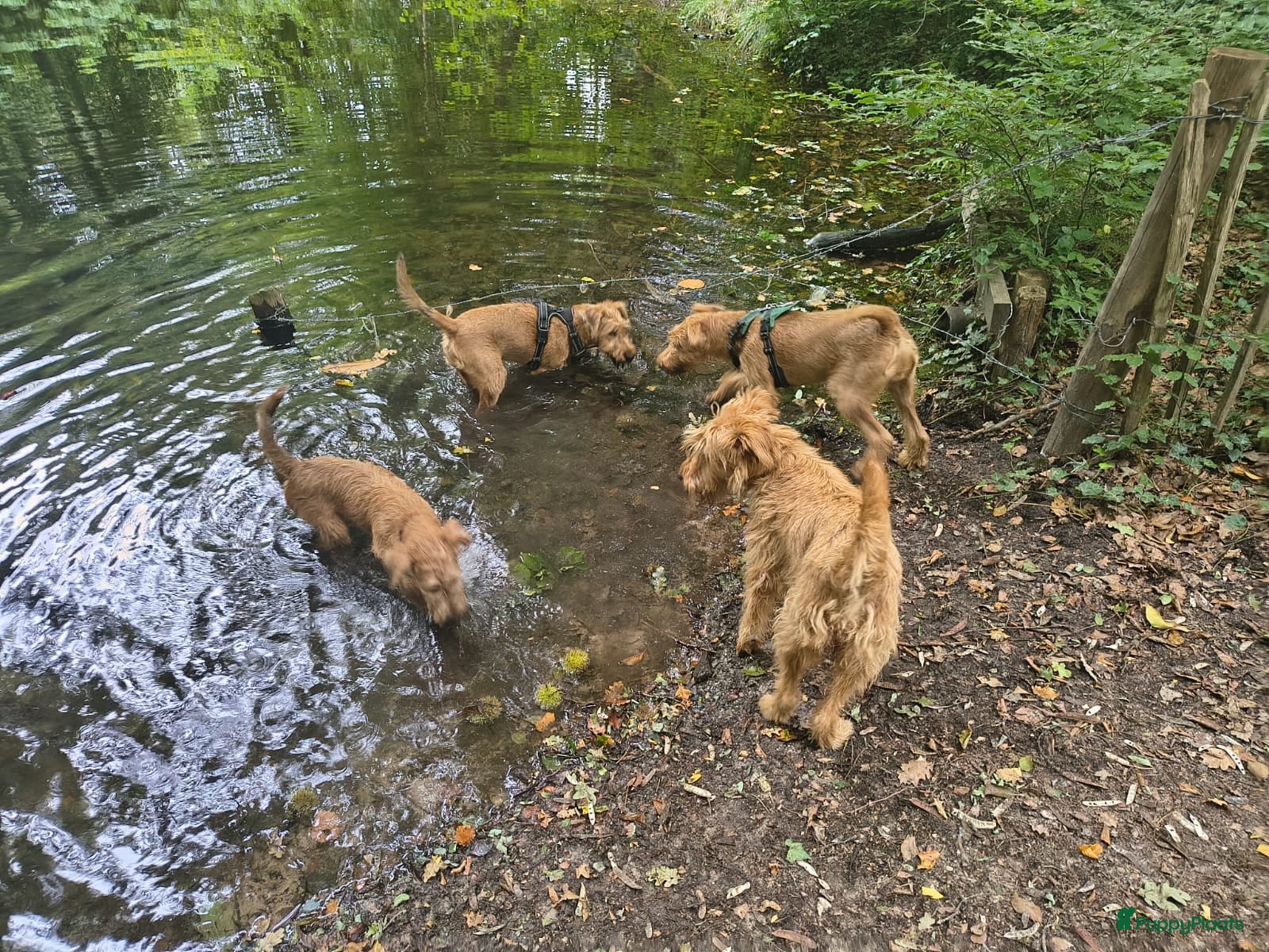 Ierse Terriër honden te koop: Ierse Terriër pups - Advertentie 7