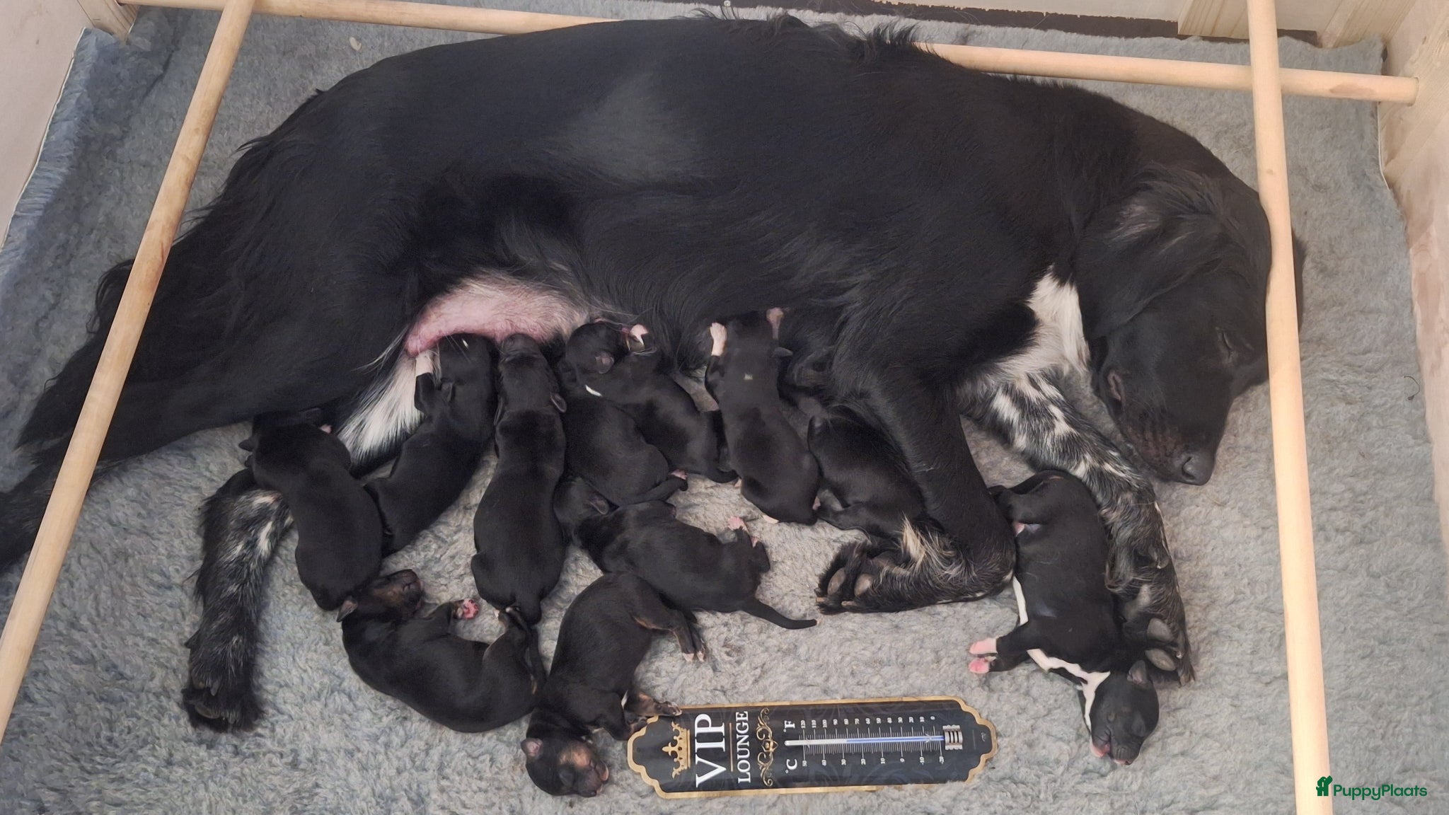 Kruising honden Mooie kruising > Bernsky >/< Friese Langhaar < - Advertentie 1