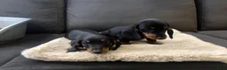 Teckel (korthaar)  honden te koop: Dwerg Teckel Pups. - Advertentie 17