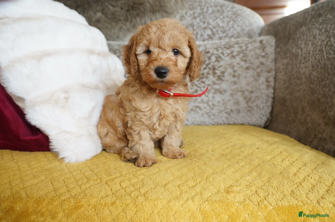 Maltipoo honden te koop: maltipoo pup beide ouders aanwezig en getest - Advertentie 4