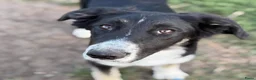 Kruising honden ter adoptie: Cocoo - Advertentie 3