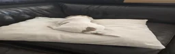 Jack Russel Terriër honden te koop: Nog 3 pups beschikbaar in Sint Jansteen - Advertentie 17