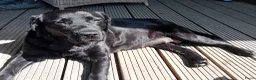 Labrador Retriever honden te koop: Hallo Labrador liefhebber  in Berkhout - Advertentie 4