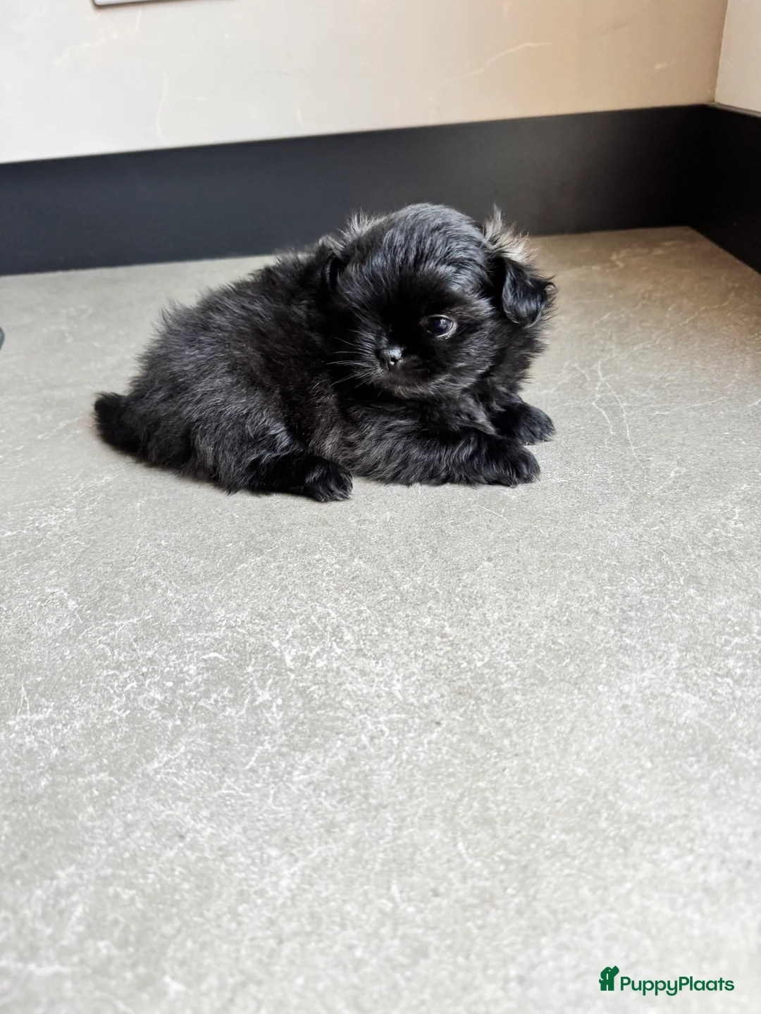 Kruising honden te koop: Mooie Shih tzu x pomeriaan pups in Zwolle - Advertentie 8
