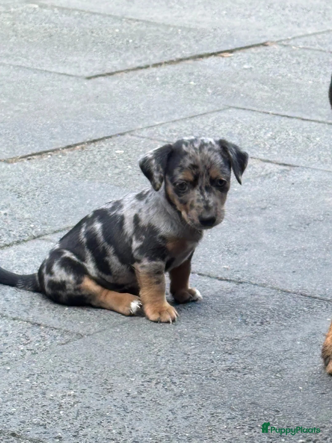 Jack Russel Terriër honden te koop: 5 lieve jack Russell puppy’s  - Advertentie 2
