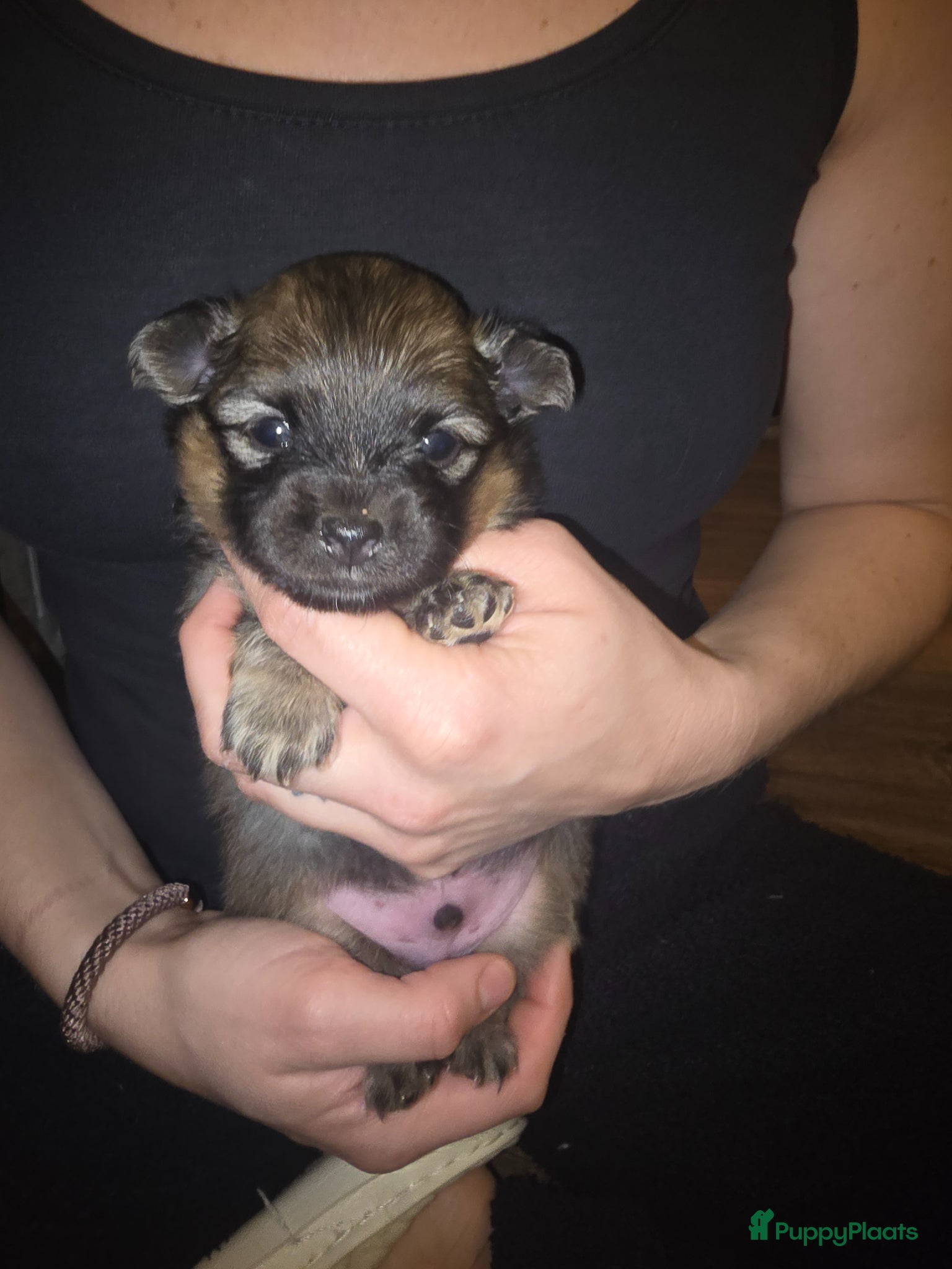 Pomchi honden Pomchi reutje te koop - Advertentie 2