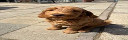 Australian Labradoodle honden te koop: Australian labradoodle pup reu - Advertentie 5