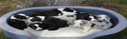 Border Collie honden te koop: Border Collie pups - Advertentie 21