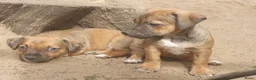 Jack Russel Terriër honden te koop: Lieve Jack Russell pups zoeken een liefdevol thuis - Advertentie 11