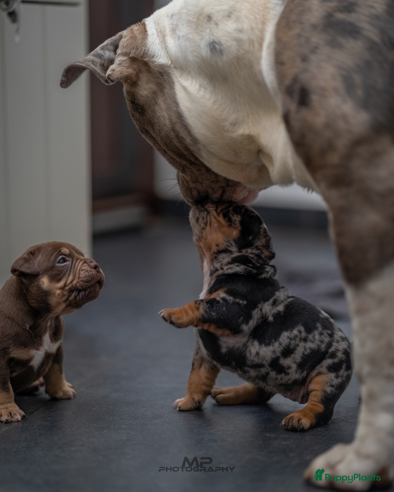 Amerikaanse Bully honden American Bully pocket pups verwacht  - Advertentie 1