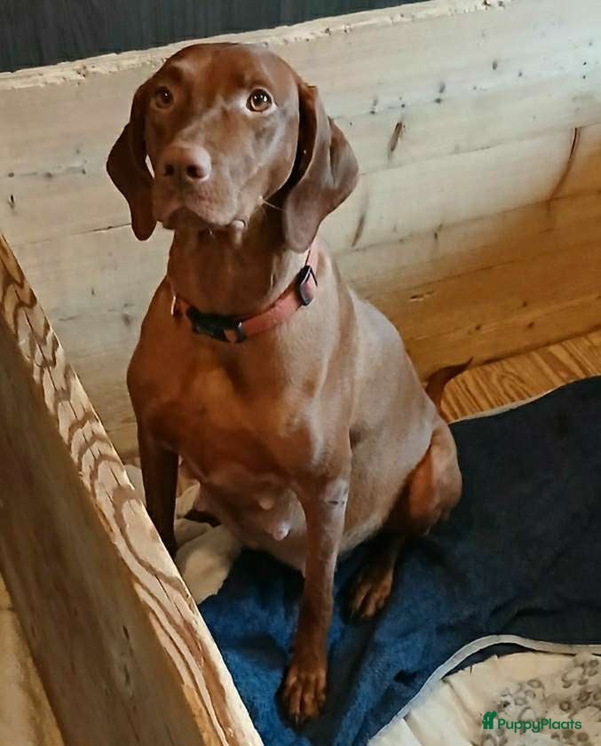 Vizsla korthaar honden Mooi Vizsla pups - Advertentie 2