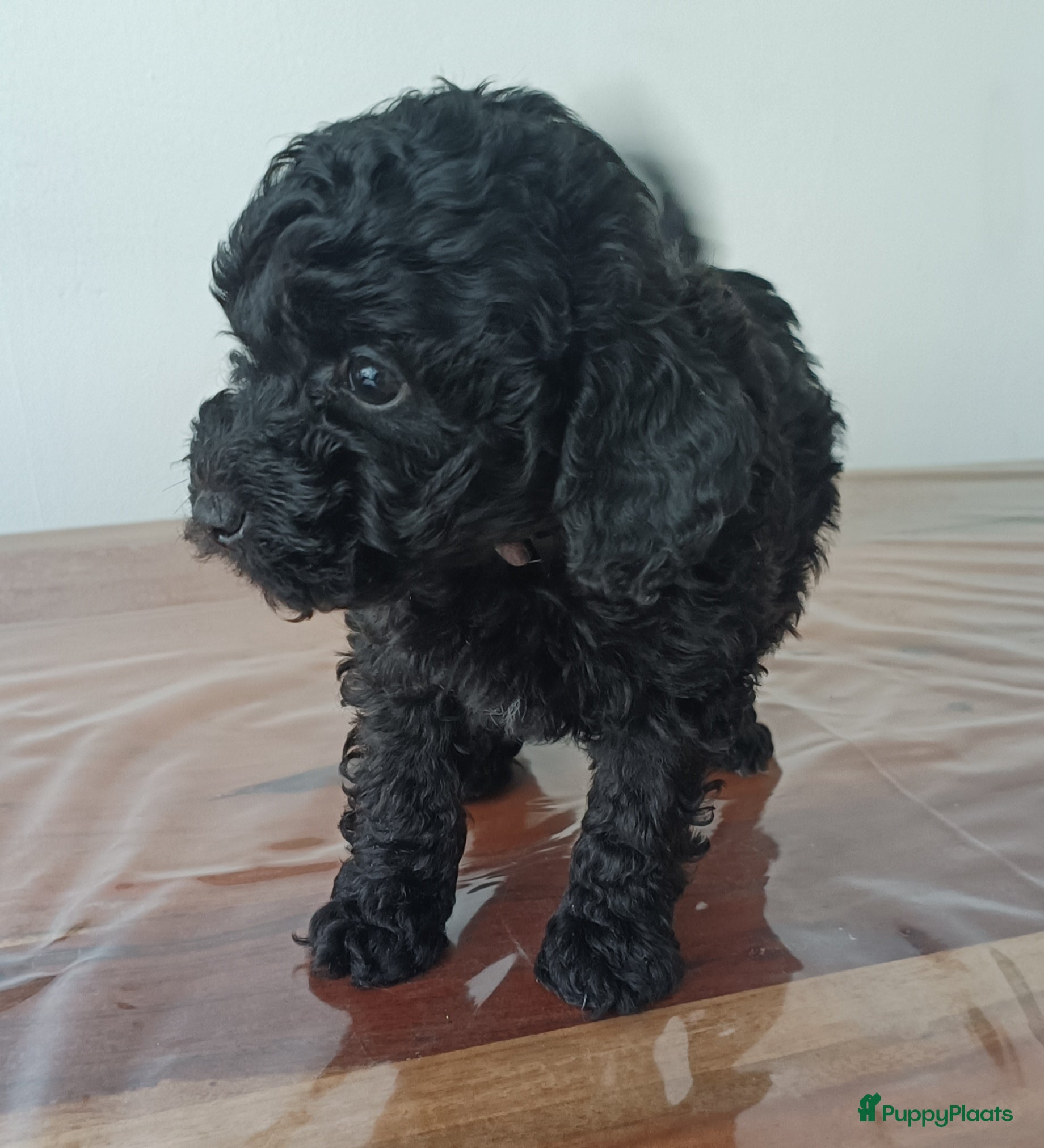 Poedel Toy honden Toy Poodle puppies - Advertentie 2