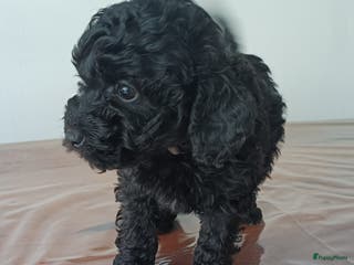 Poedel Toy honden Toy Poodle puppies - Advertentie 2