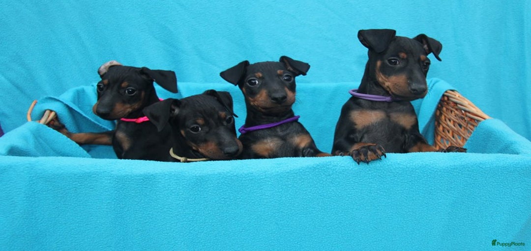 Galerij afbeelding {{count}}