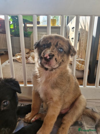 Kruising honden Prachtige kruising pups - Advertentie 4