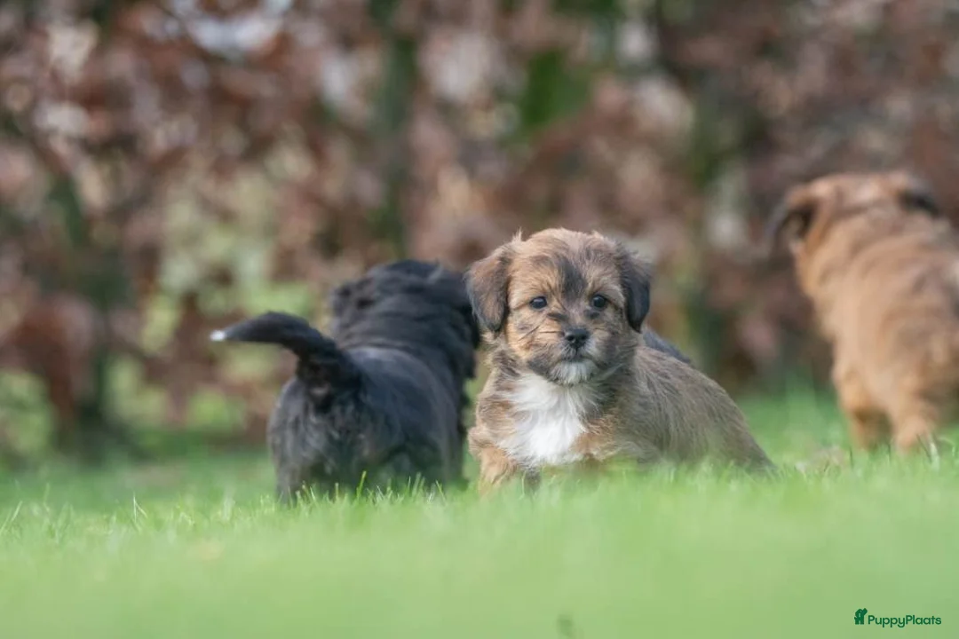 Shihpoo honden te koop: mooie kleinblijvende shihpoo doodle mini  - Advertentie 12