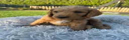 Australian Labradoodle honden te koop: (Australian) Labradoodle pups - Advertentie 6
