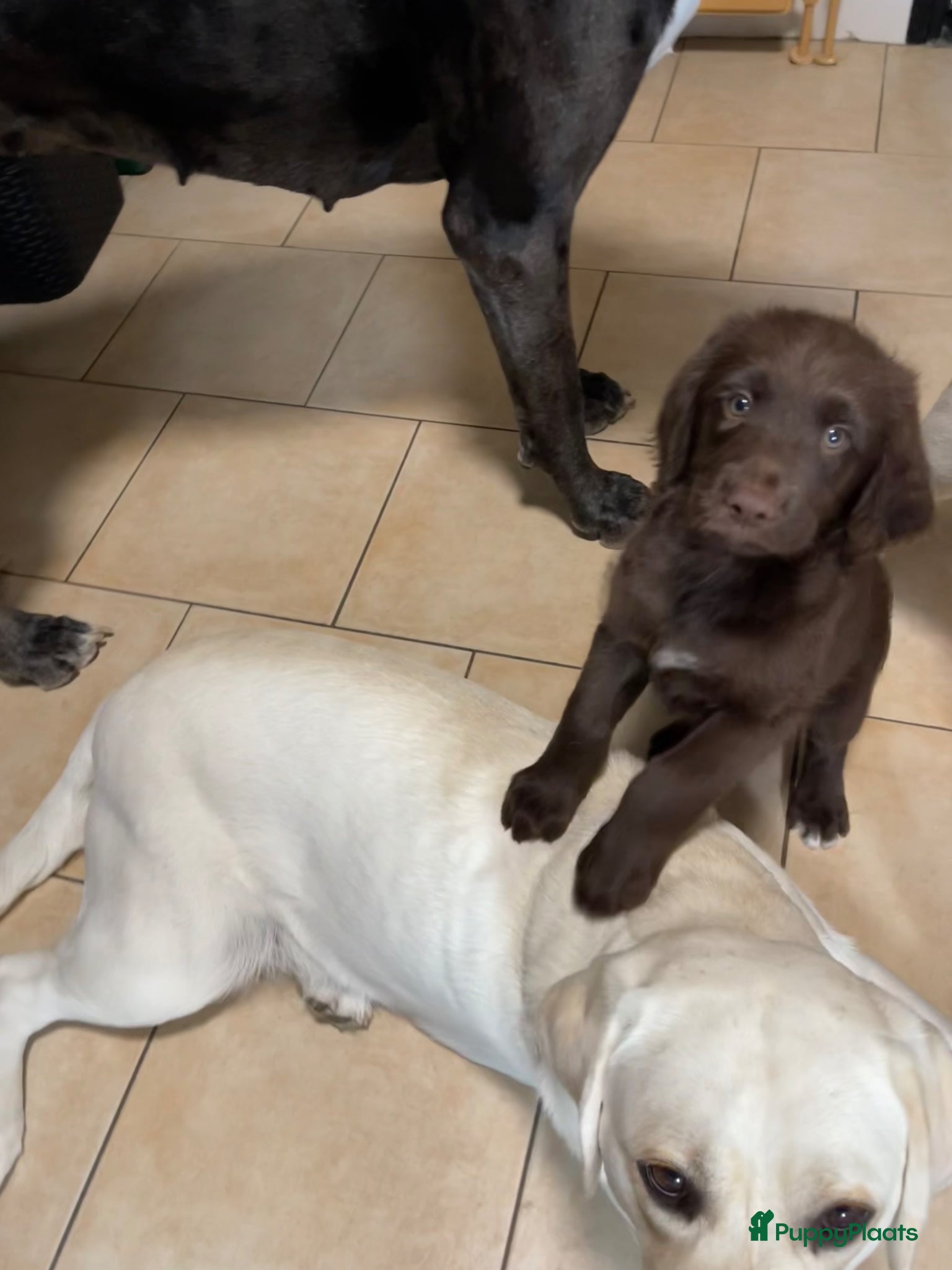 Labradoodle honden 2 van de 5 unieke Labradoodle bruin/wit aftekening - Advertentie 2