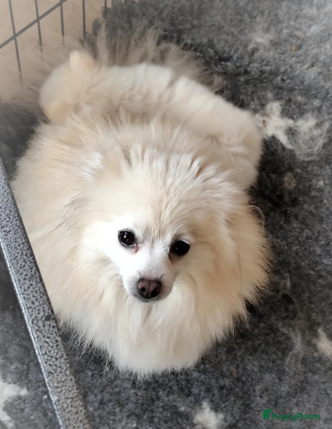 Pomeriaan honden te koop: Nog twee prachtige creme pomeranian puppys!❤️ - Advertentie 15