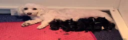 Maltipoo honden te koop: 🥰 9 Prachtige Maltipoo pups! Unieke kleuren 🐶 - Advertentie 22
