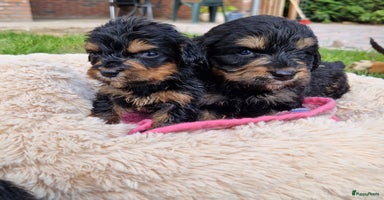 Bernedoodle honden - Advertentie 13