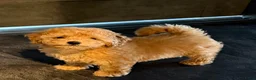 Maltipoo honden te koop: Maltipoo reutje super mooi, uit geteste ouders - Advertentie 4