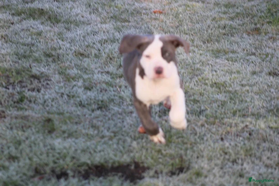 Amerikaanse Bully honden te koop: American Bully pups Abkc - Advertentie 7
