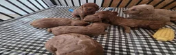 Cockapoo honden te koop: Cockapoo pups beschikbaar  - Advertentie 3