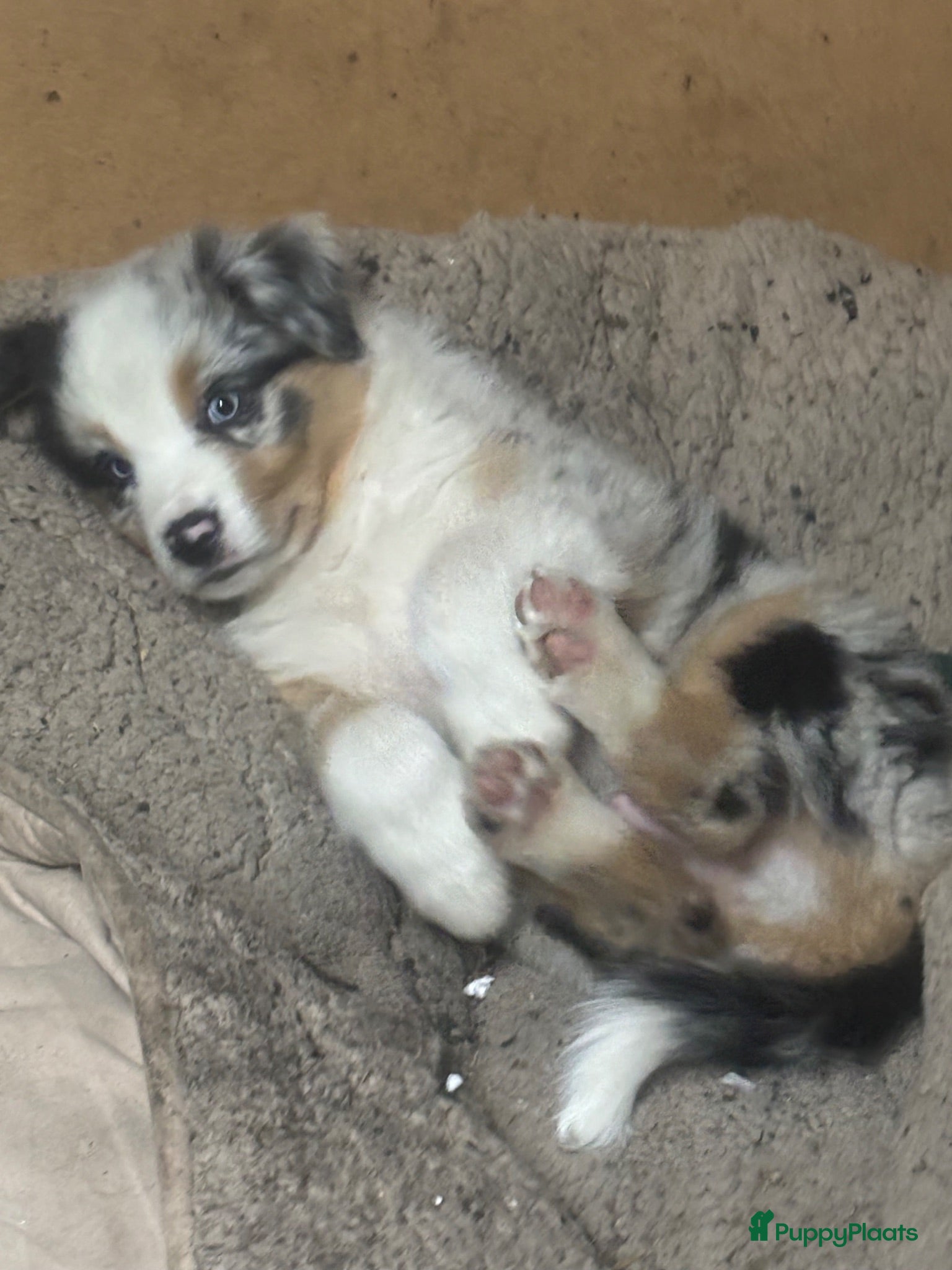 Australian Shepherd honden Aussies pups zoeken een gouden mandje  - Advertentie 6