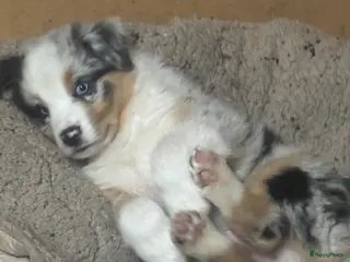 Australian Shepherd honden Aussies pups zoeken een gouden mandje - Advertentie 6