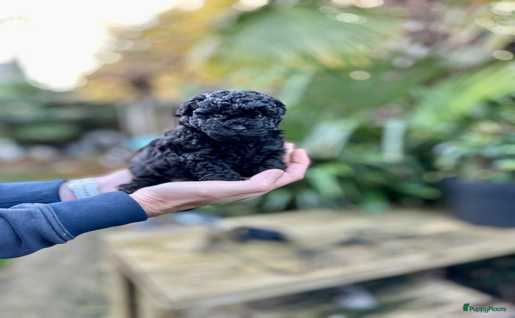 Poedel Toy honden Toypoedel puppy reutje ❤️ - Advertentie 1