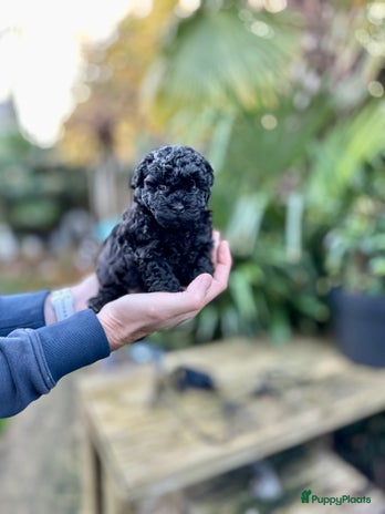 Poedel Toy honden Toypoedel puppy reutje ❤️ - Advertentie 2