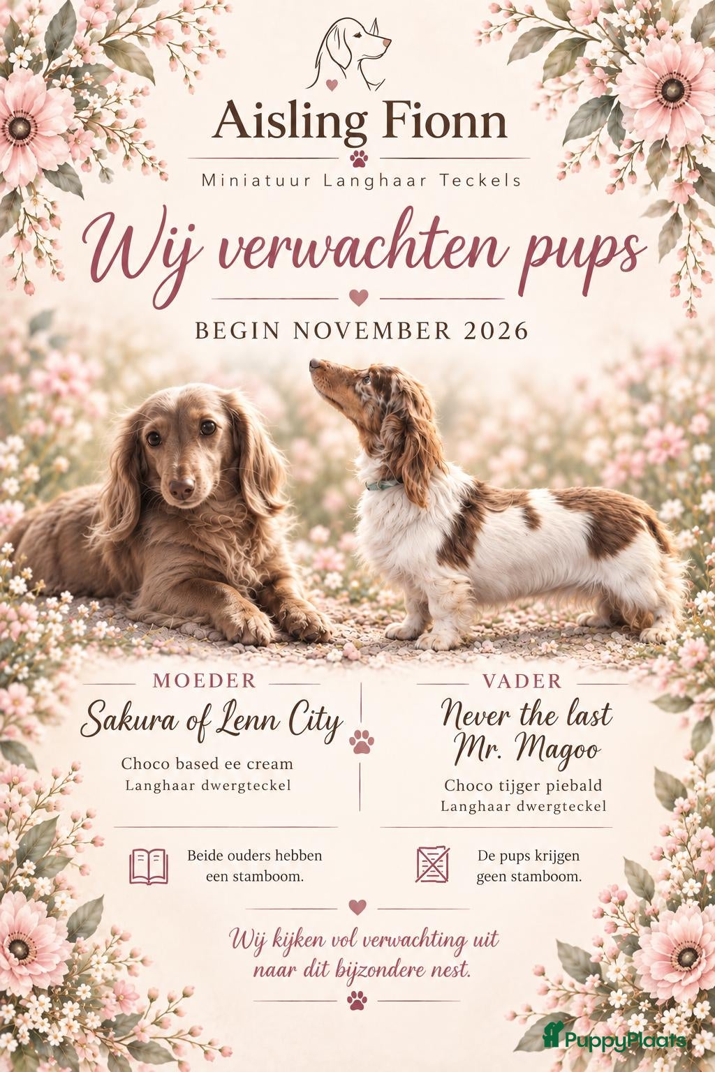 Dwergteckel honden Verwacht!  = Tijdelijke stop op inschrijvingen = - Advertentie 4