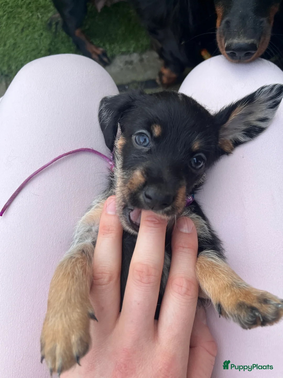 Kruising honden te koop: 🤩MALLETECKEL😍🐾dwergteckel X maltezer 🐾  - Advertentie 2