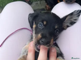 Kruising honden 🤩MALLETECKEL😍🐾dwergteckel X maltezer 🐾 - Advertentie 2