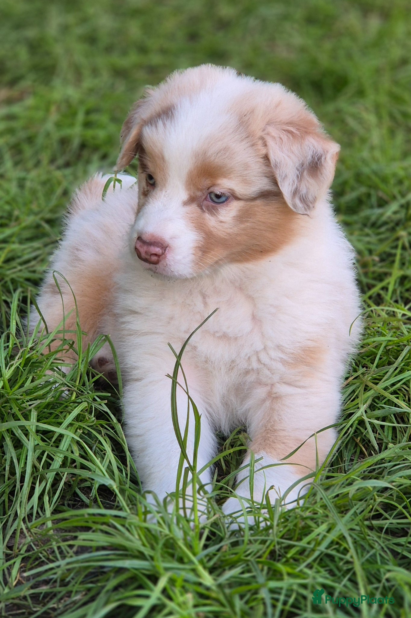 Australian Shepherd honden Australian sheperd pups - Advertentie 1
