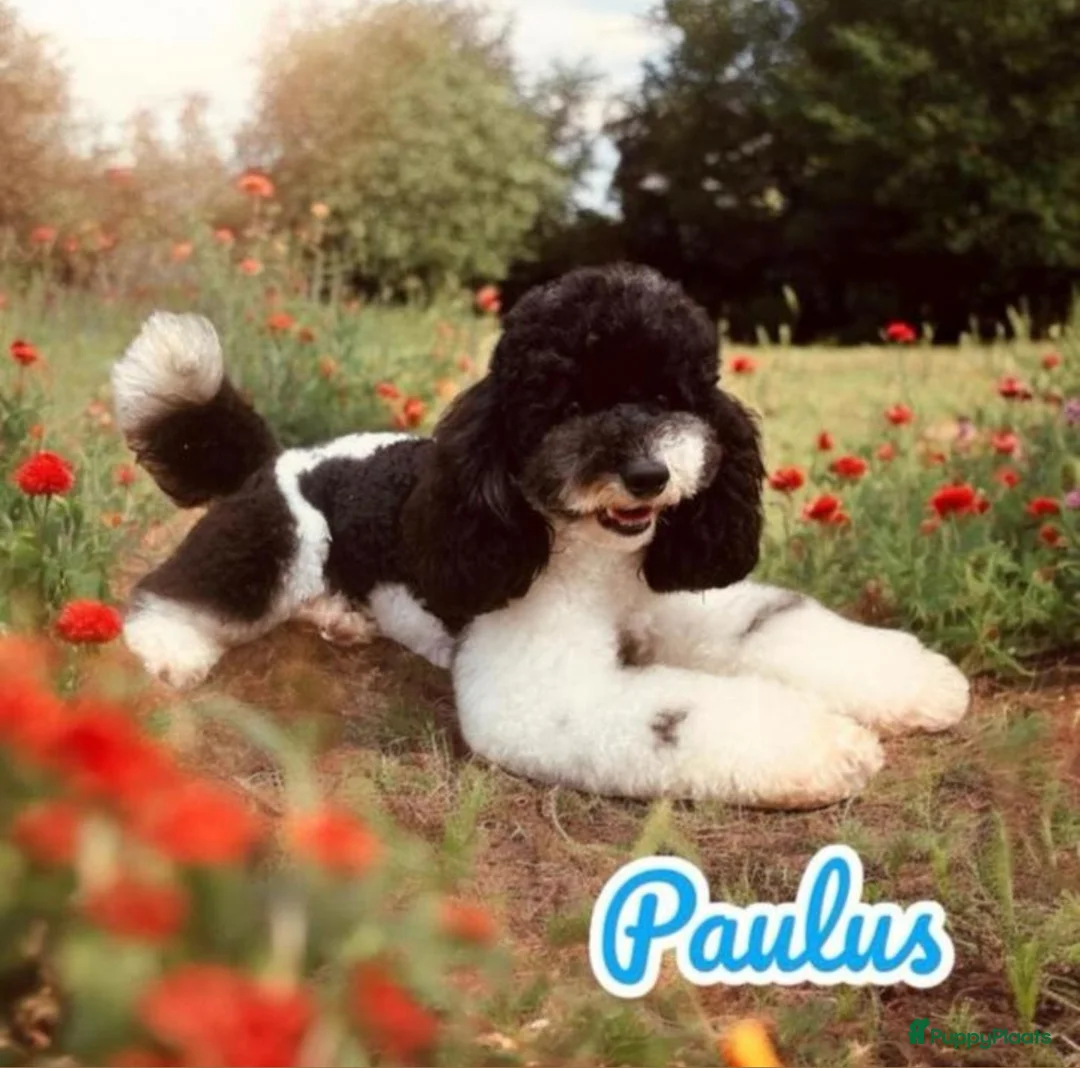 Poedel honden te koop: Middenslag Harlekijn Poedelpups! - Advertentie 3