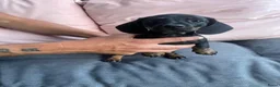 Kruising honden te koop: Te koop mooie lieve teckel pups  - Advertentie 4