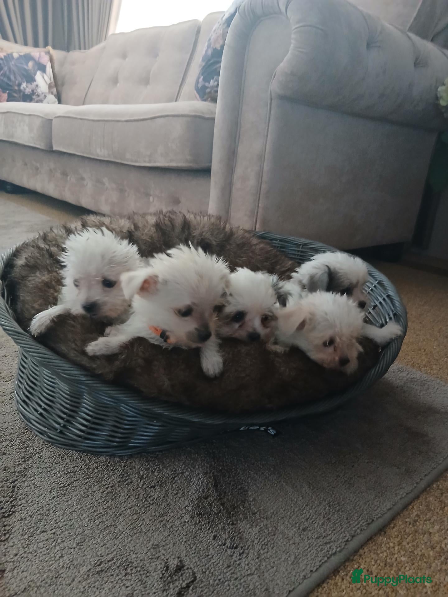 Boomer honden Nog 2 mooie reutjes boomer pups uit 1 malig nestje - Advertentie 1