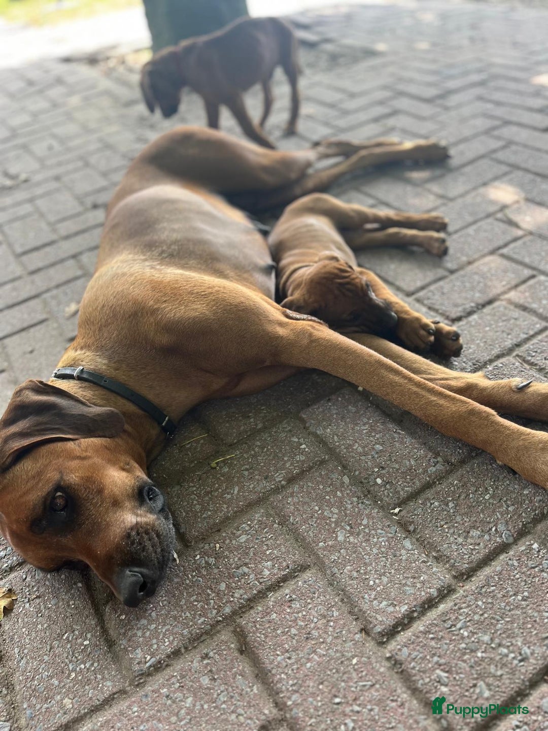 Rhodesian Ridgeback honden te koop: Rhodesian Ridgeback pups - Afbeelding 7