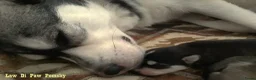 Pomsky honden te koop: Pomsky puppy’s F4+, 100% Amerikaanse bloedlijn - Advertentie 8