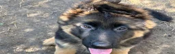 Duitse Herder honden te koop: Duitse herder puppy’s - Advertentie 16
