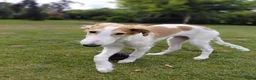 Barsoi honden te koop: Borzoi-teef uit FCI-kennel zoekt lief thuis  - Advertentie 6