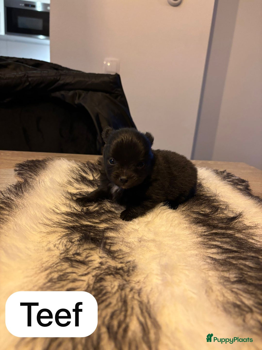 Pomeriaan honden te koop: Pomchi pups - Advertentie 3