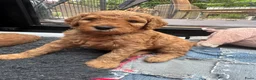 Australian Labradoodle honden te koop: Prachtig nest labradoodles (medium) - Advertentie 7