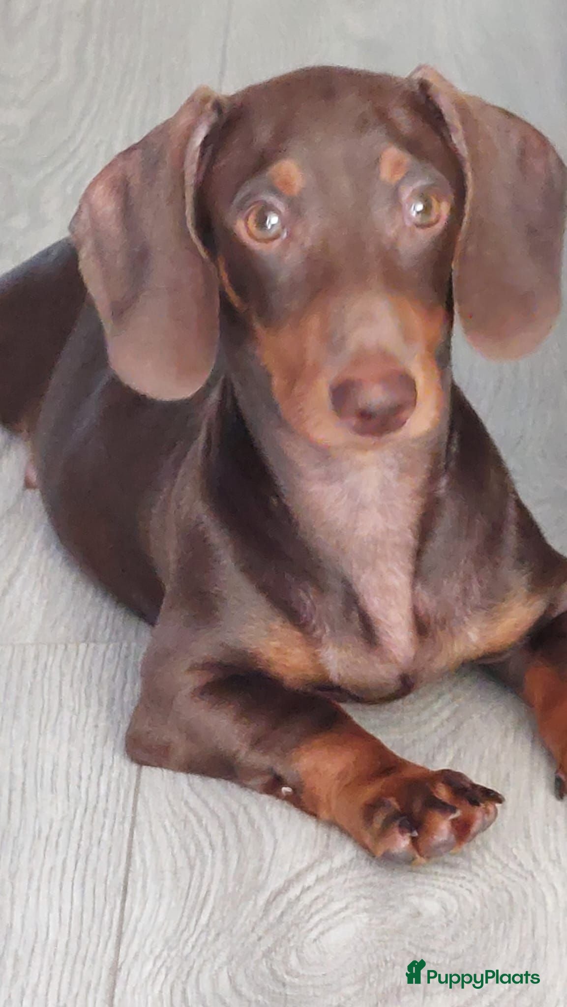 Teckel (korthaar)  honden Teckel  - Advertentie 3